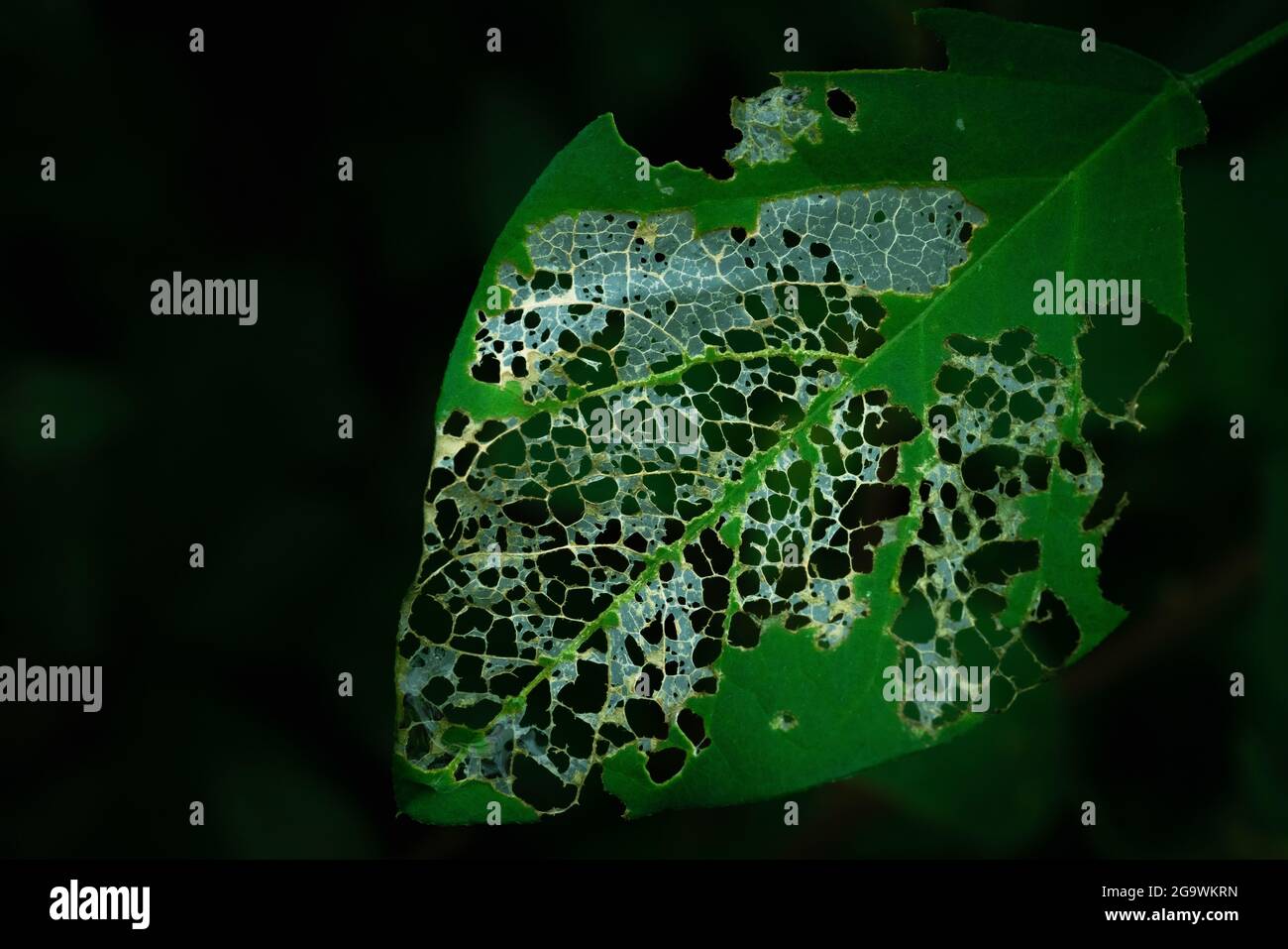 Butterfly pea leaves eaten by caterpillars Stock Photo Alamy