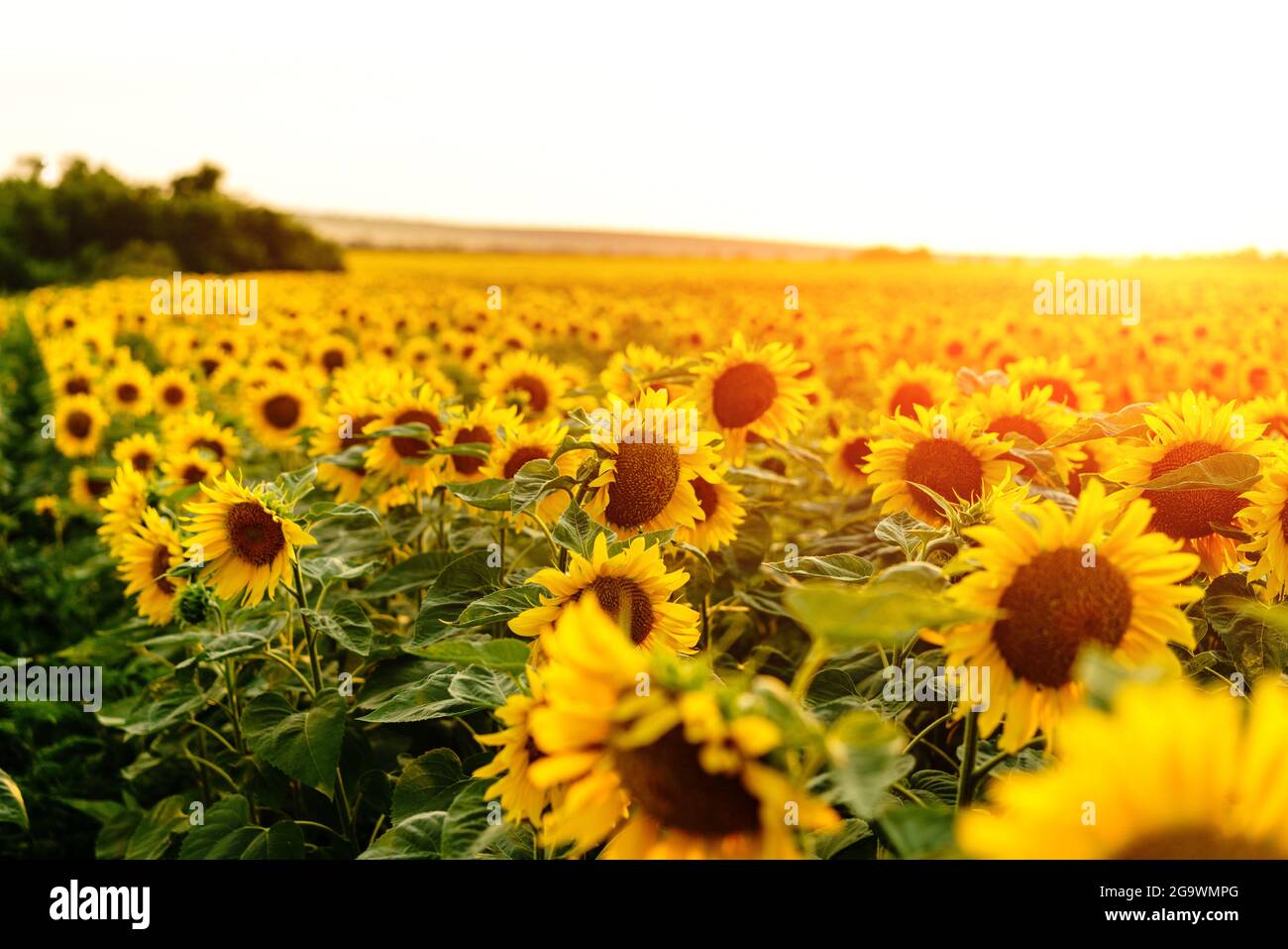 Sunflower field, flowers. Landscape from a sunflower farm. Produce