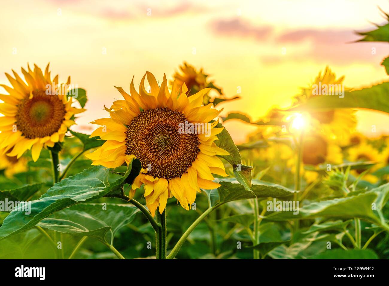 Sunflower field. Sunflowers flowers. Landscape from a sunflower farm