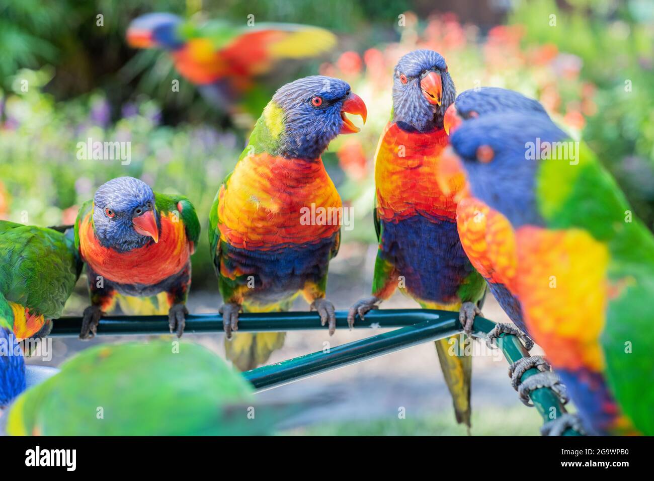 Group of colourful lorikeets in Australia all chatting together while the camera focuses on a particularly lively lorikeet bird. Stock Photo