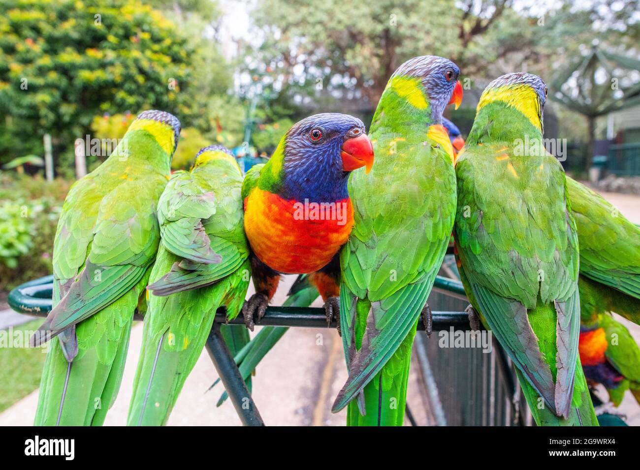 Lone colourful lorikeet looks directly into the camera while all the other lorikeets have their backs to the camera. Stock Photo