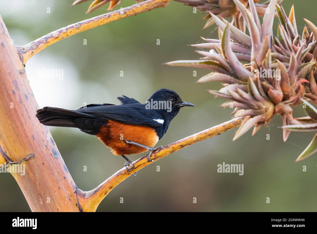 Mocking Cliff-chat - Thamnolaea cinnamomeiventris, beautiful colored perching bird from African bushes and woodlands, Gondar, Ethiopia. Stock Photo