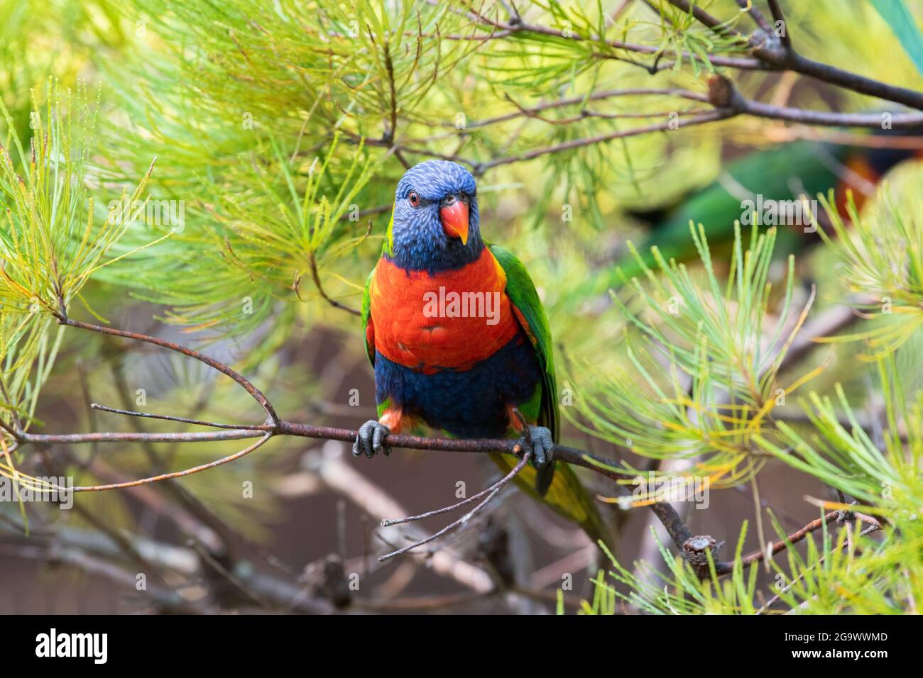 Colourful lorikeet sitting alone on a branch outdoors in tropical Australia. Stock Photo