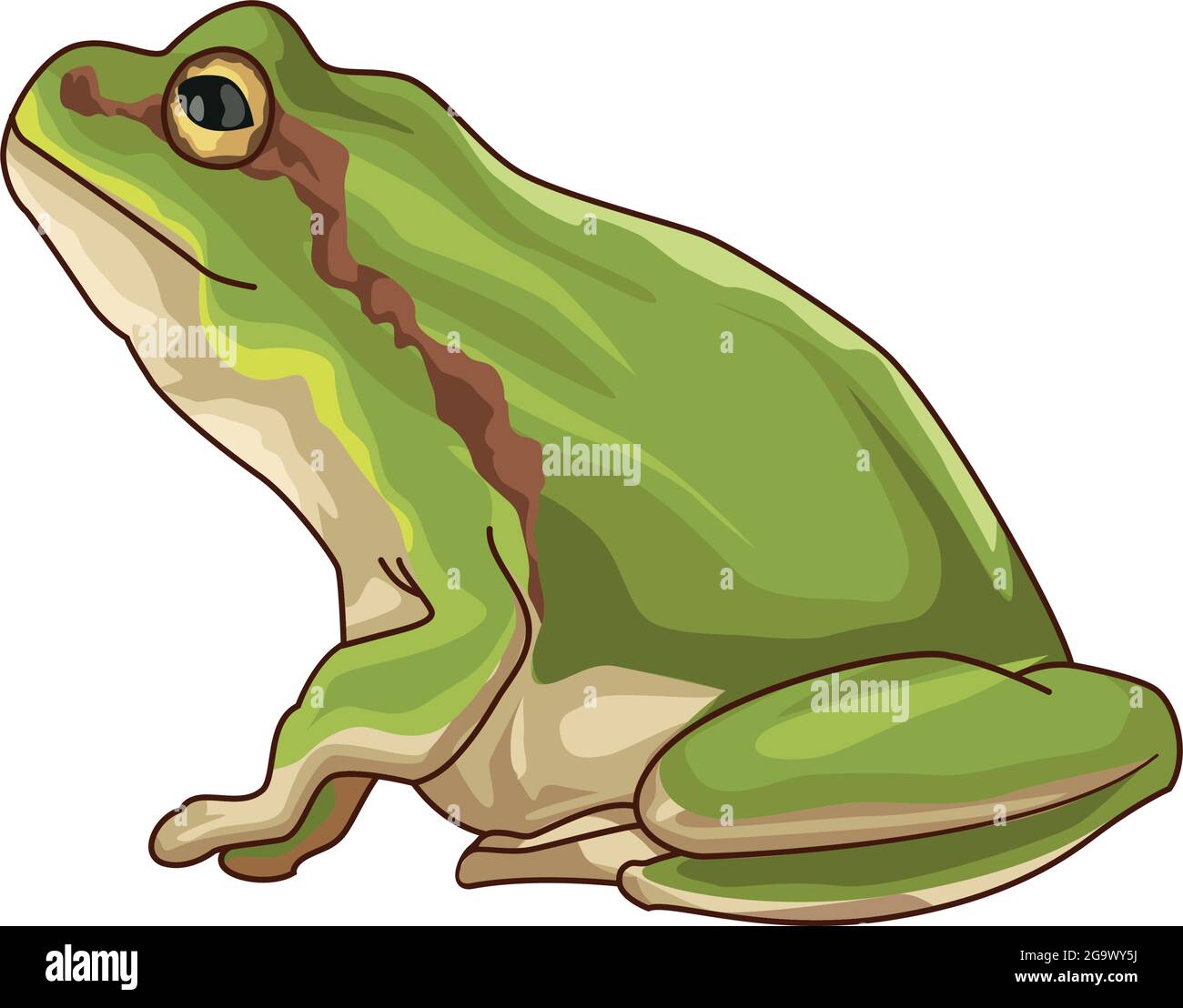 Cute and realistic frog Stock Vector Image & Art - Alamy