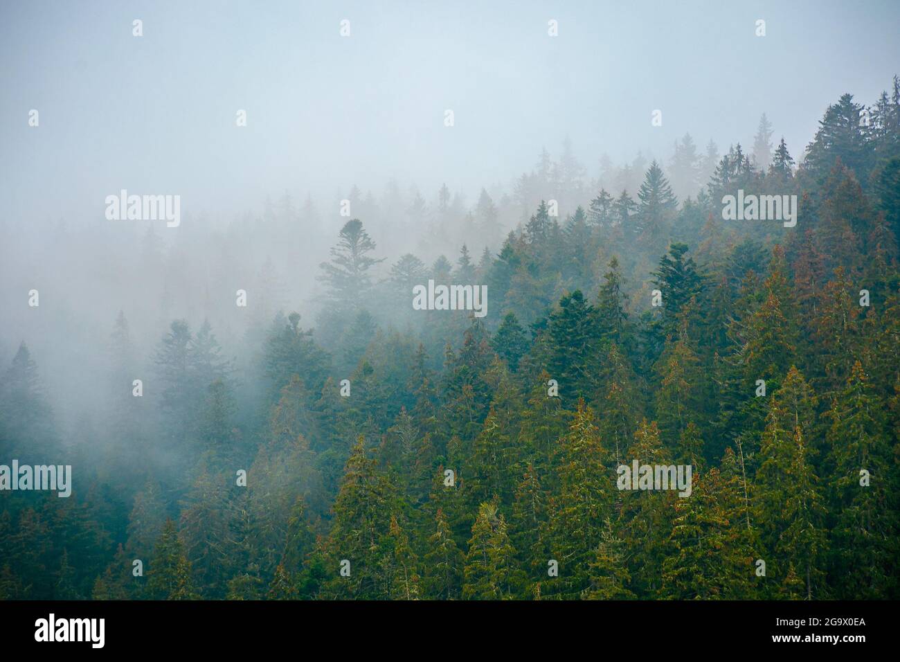 foggy nature scenery. coniferous forest on a cold autumn morning. mysterious atmosphere in rainy weather. surreal background of carpathian woodland Stock Photo
