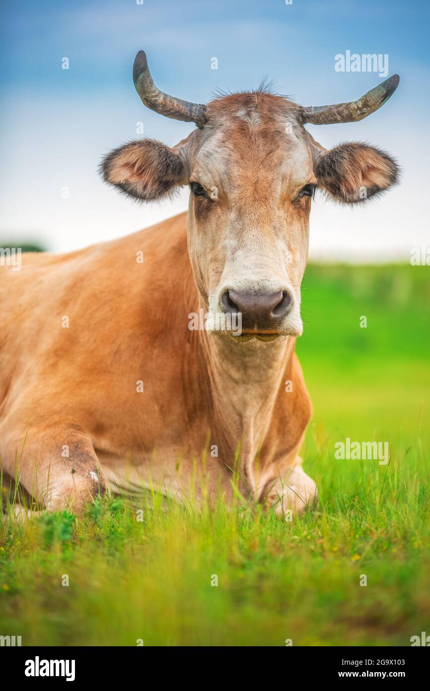 Cow in a meadow green grass. Farm animal Stock Photo - Alamy