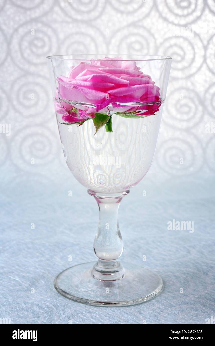 Beautiful fresh rose in glass on color wallpaper background Stock Photo - Alamy Beautiful fresh rose in glass on color wallpaper background Stock Photo - Alamy