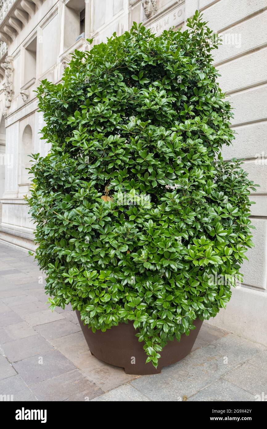 Decorative plants, pot with laurel bush in urban space Stock Photo