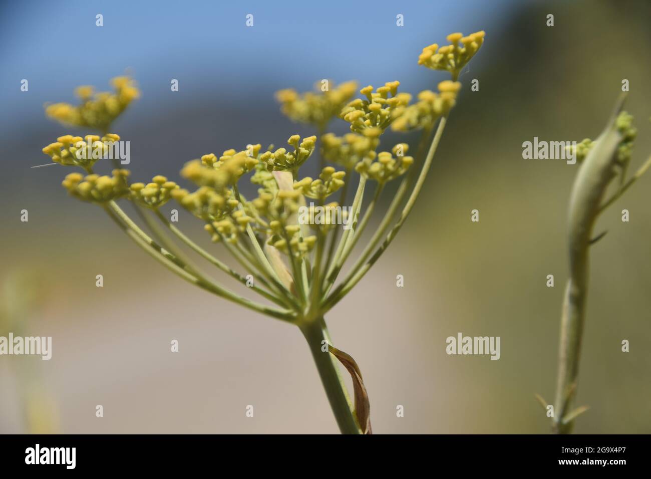 Fennel growing in Marin County, California, USA Stock Photo Alamy