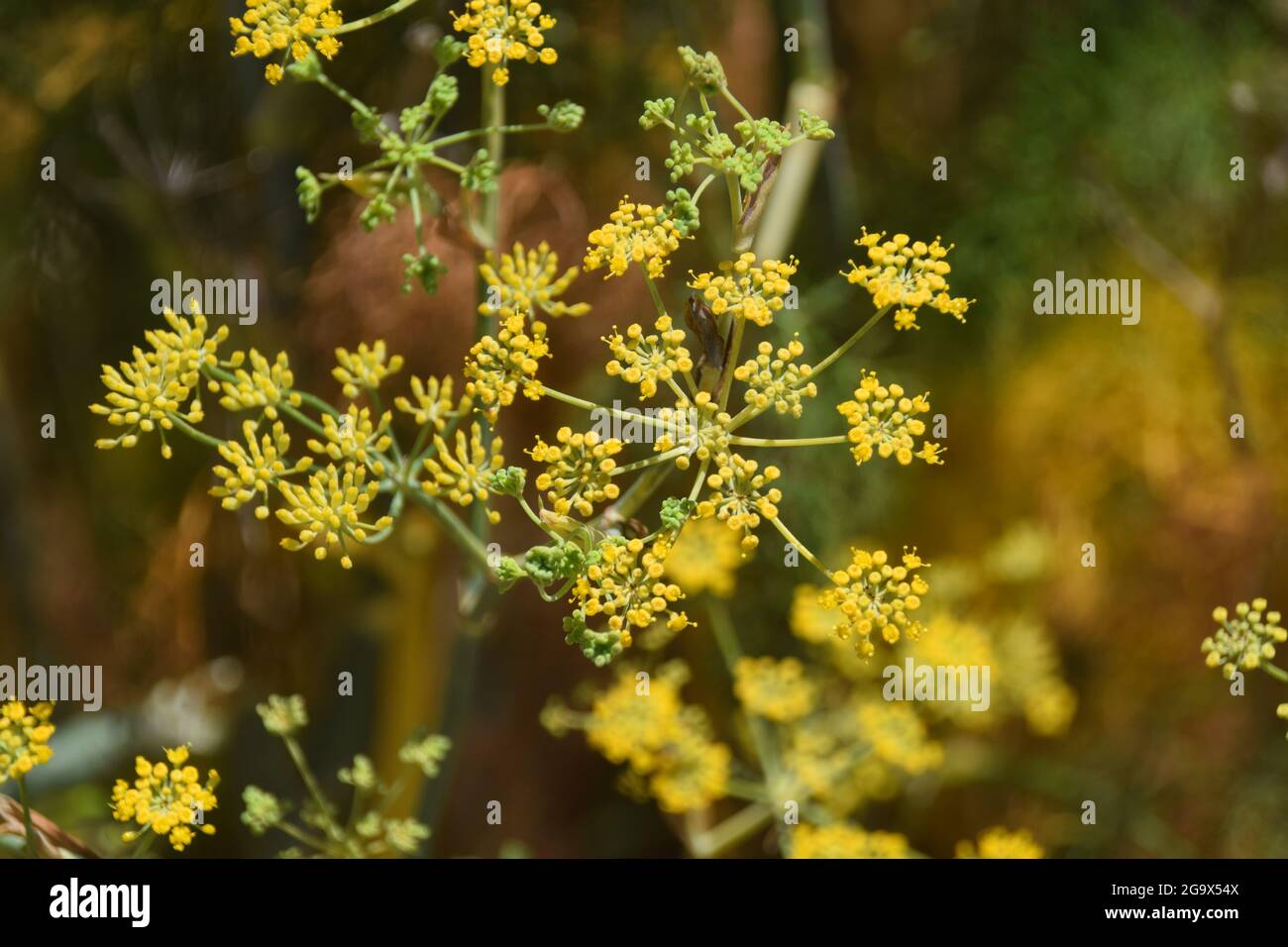Fennel growing in Marin County, California, USA Stock Photo Alamy