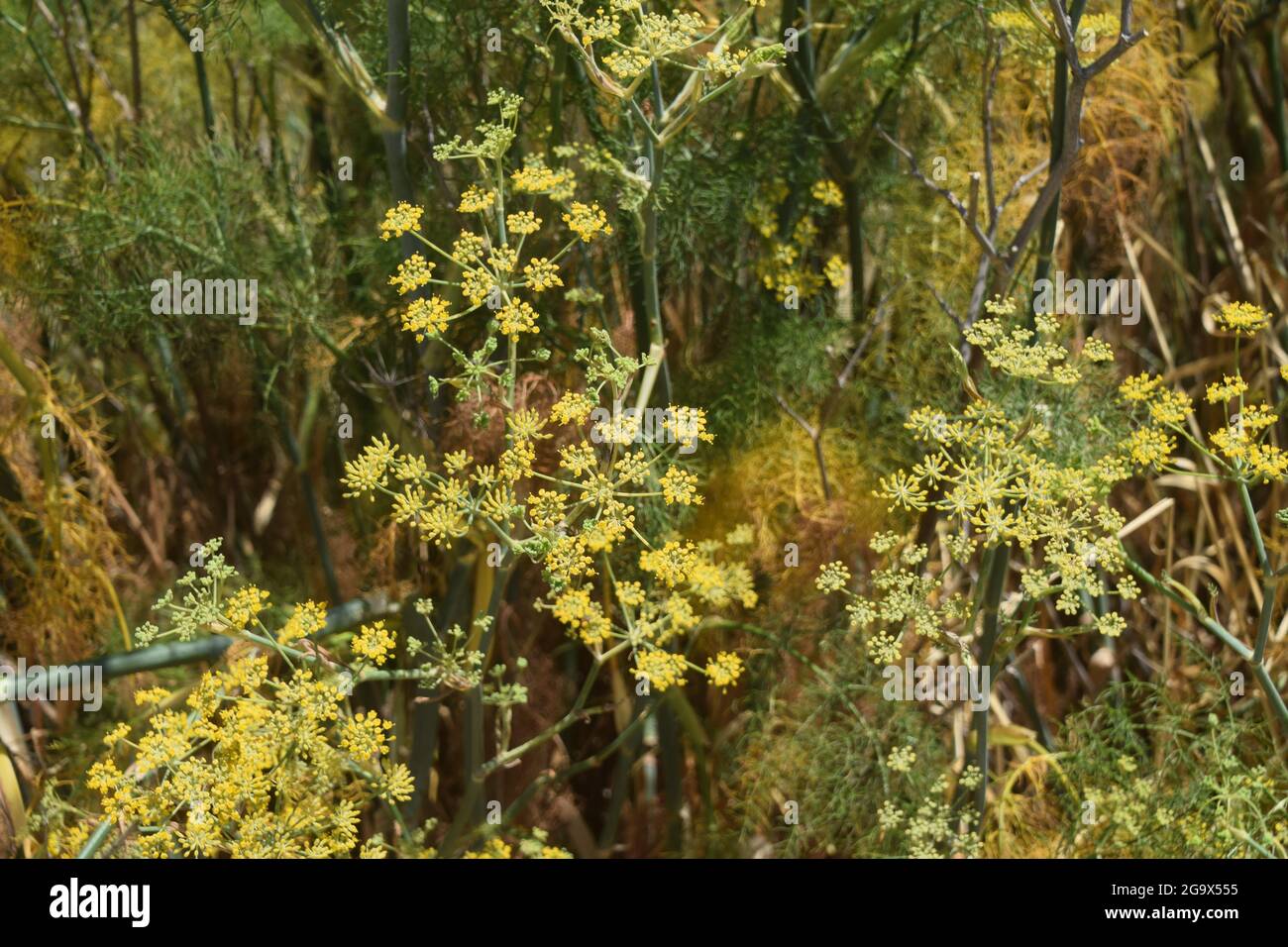 Fennel growing in Marin County, California, USA Stock Photo Alamy
