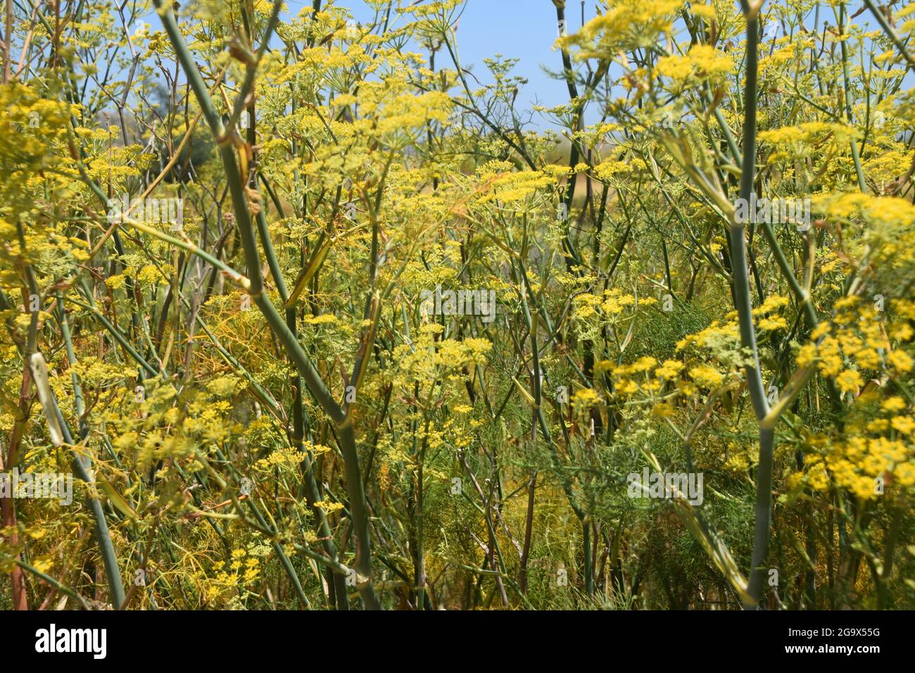 Spice fennel plant hires stock photography and images Alamy