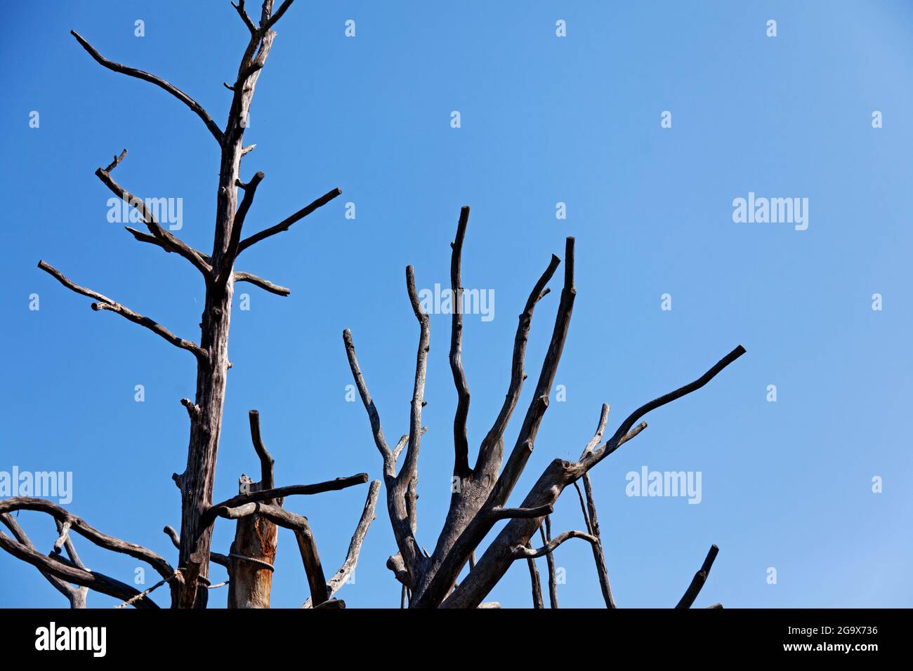 dead trees for monkeys to climb Stock Photo Alamy