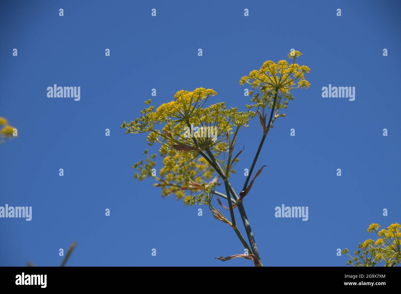 Spice fennel plant hires stock photography and images Alamy