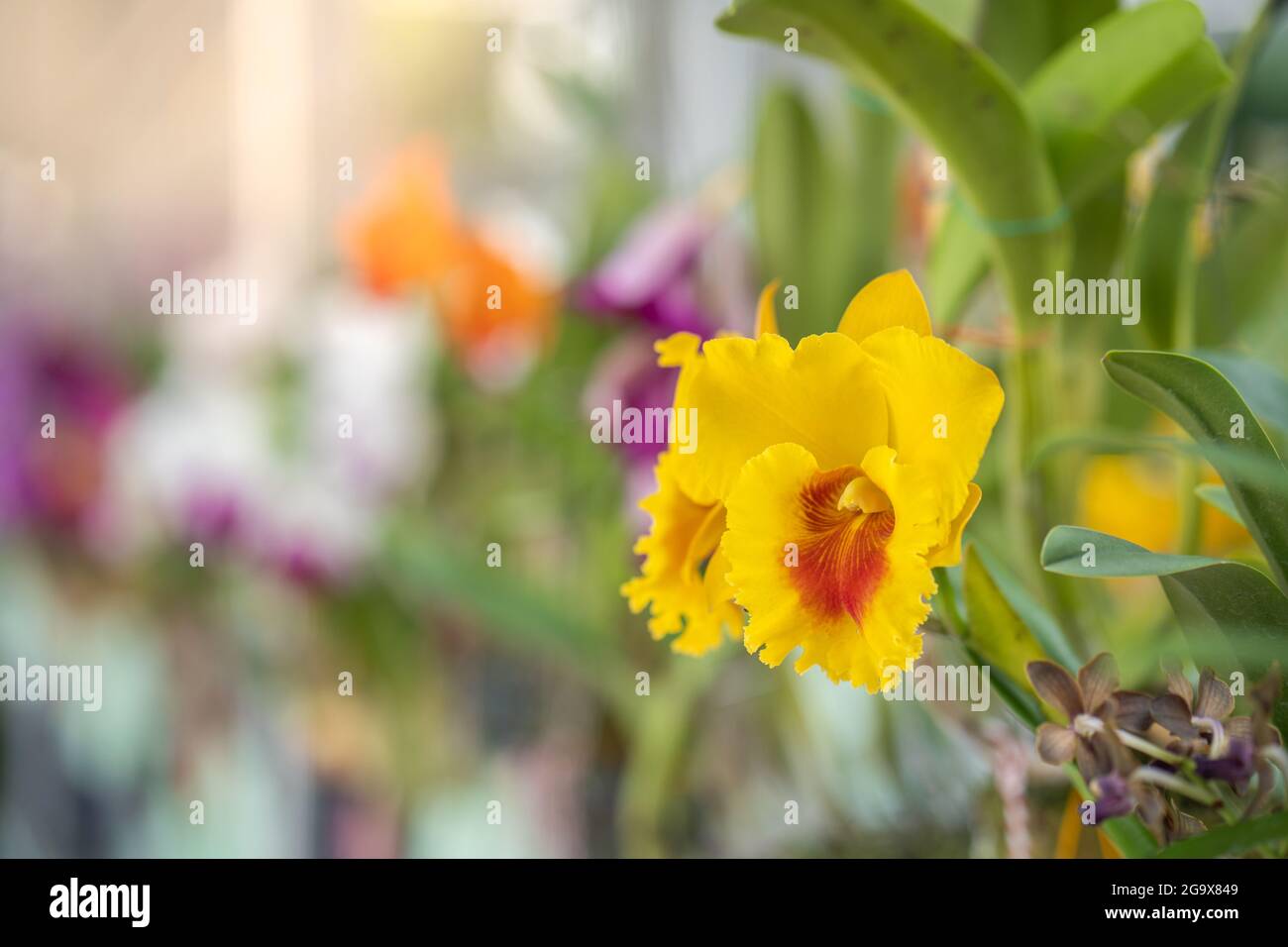 Selective focus shot of blooming yellow cattleya flower Stock Photo