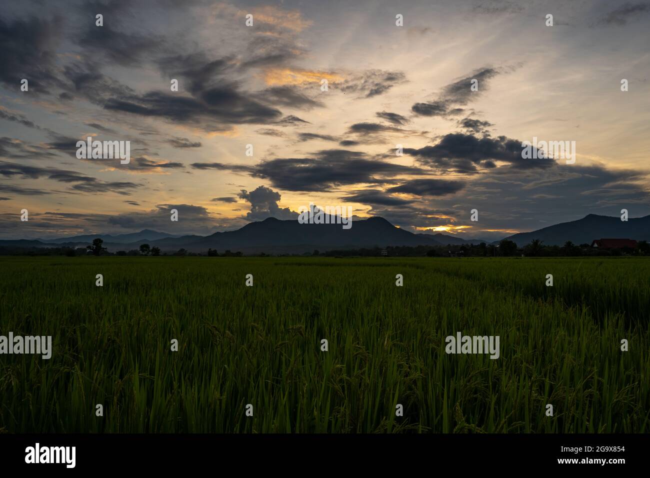 Asia plantation rice food hi-res stock photography and images - Alamy