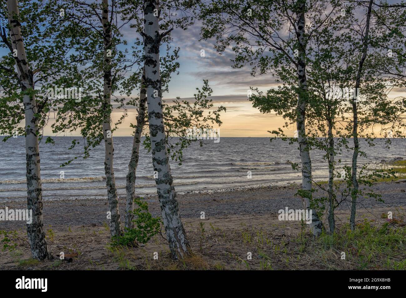 Many birch trees on the Baltic Sea with a sandy beach and gentle waves behind at sunset Stock Photo