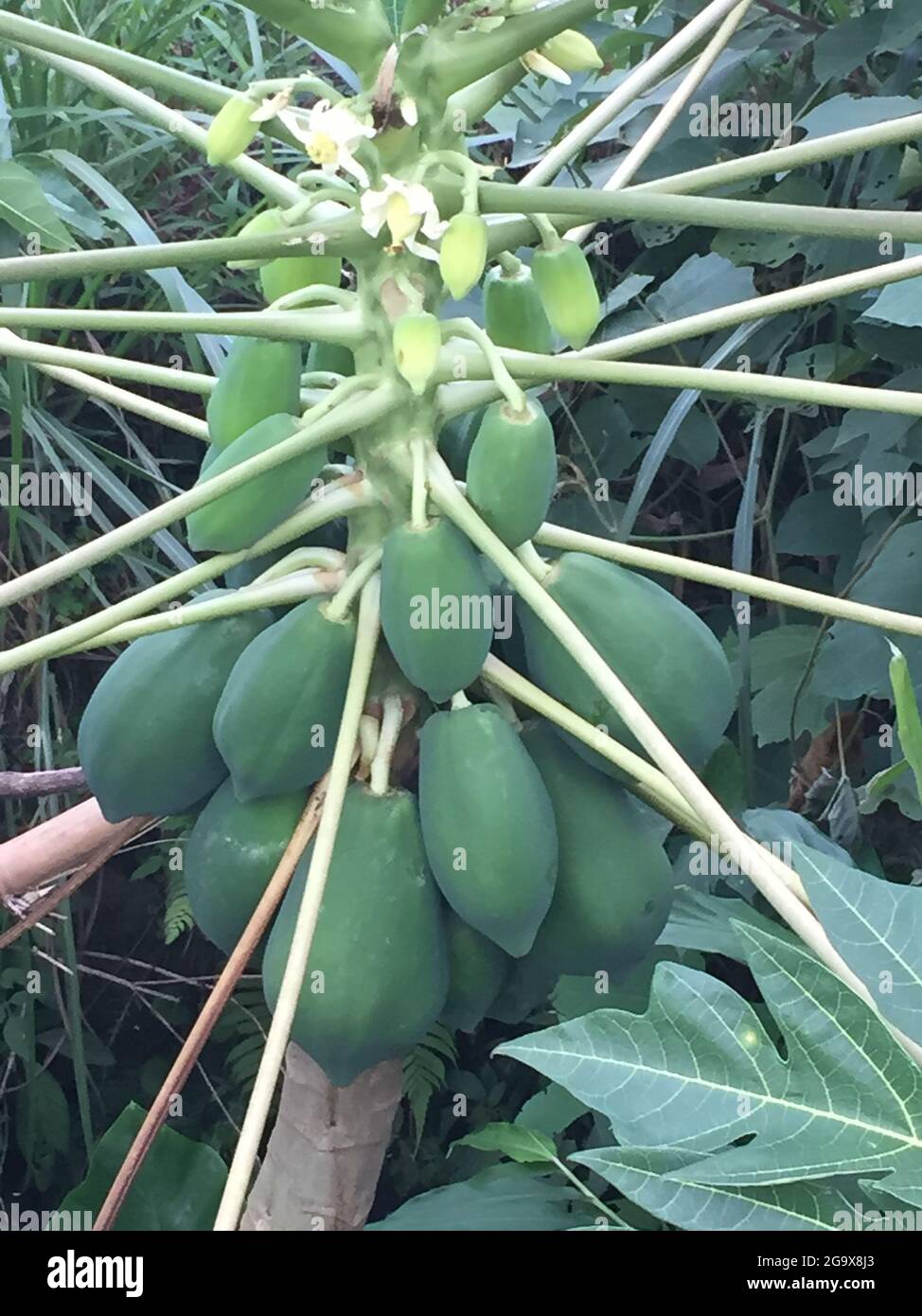 A papaya growing in Taiwan Stock Photo Alamy
