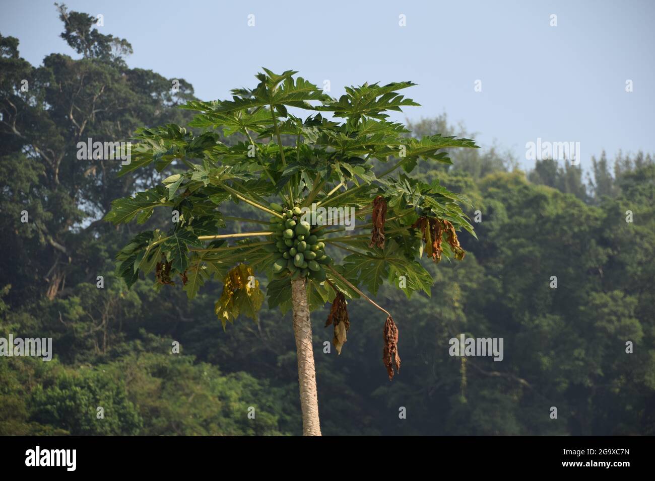 A papaya plant growing in Hong Kong Stock Photo Alamy