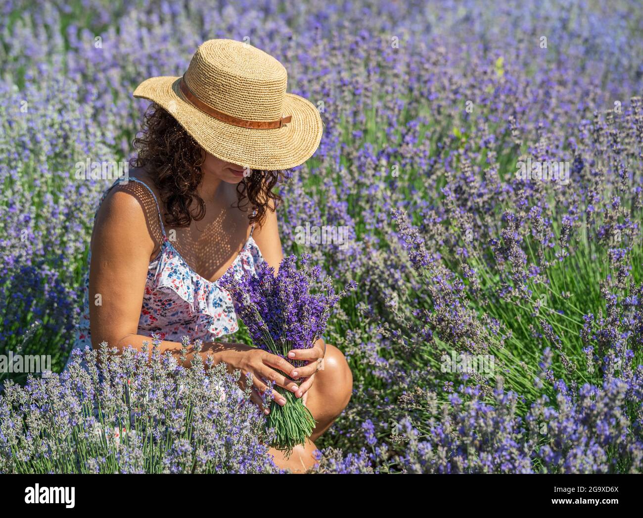 Woman in straw hat with lavender bouquet in the lavender field Stock ...