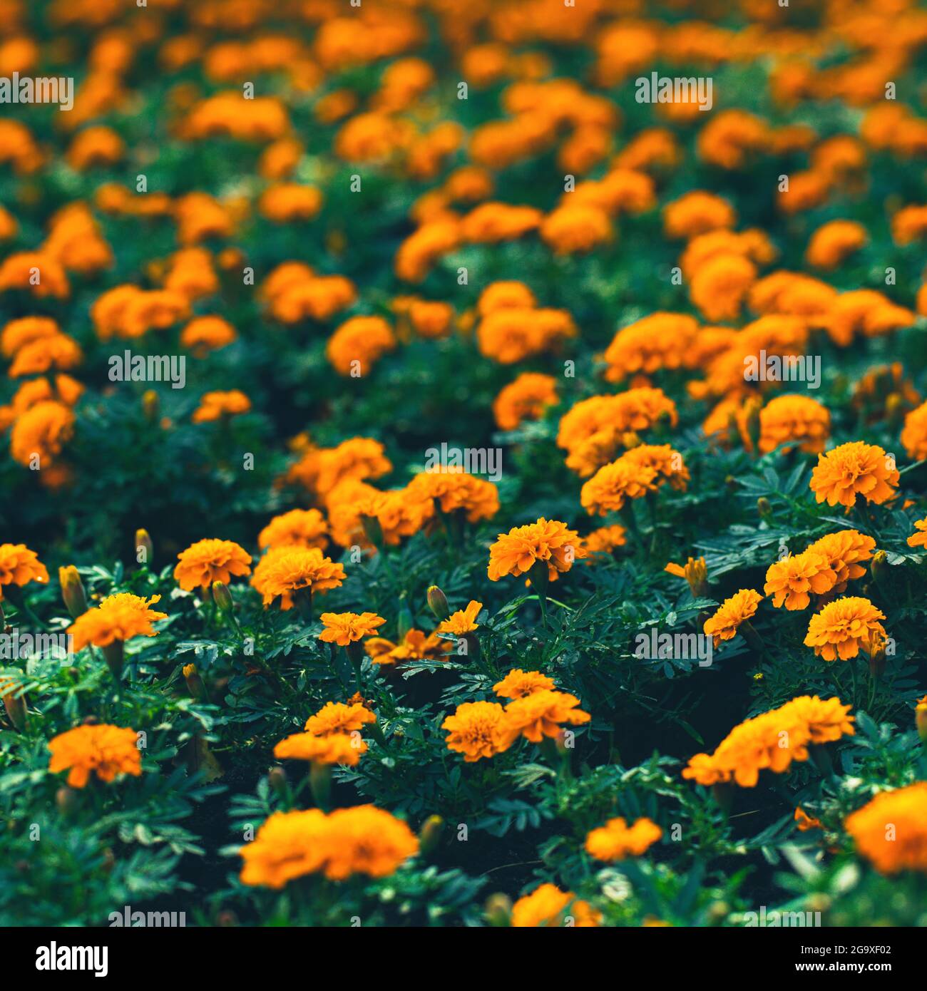 closeup of orange marigolds with green leaves in garden  Stock Photo