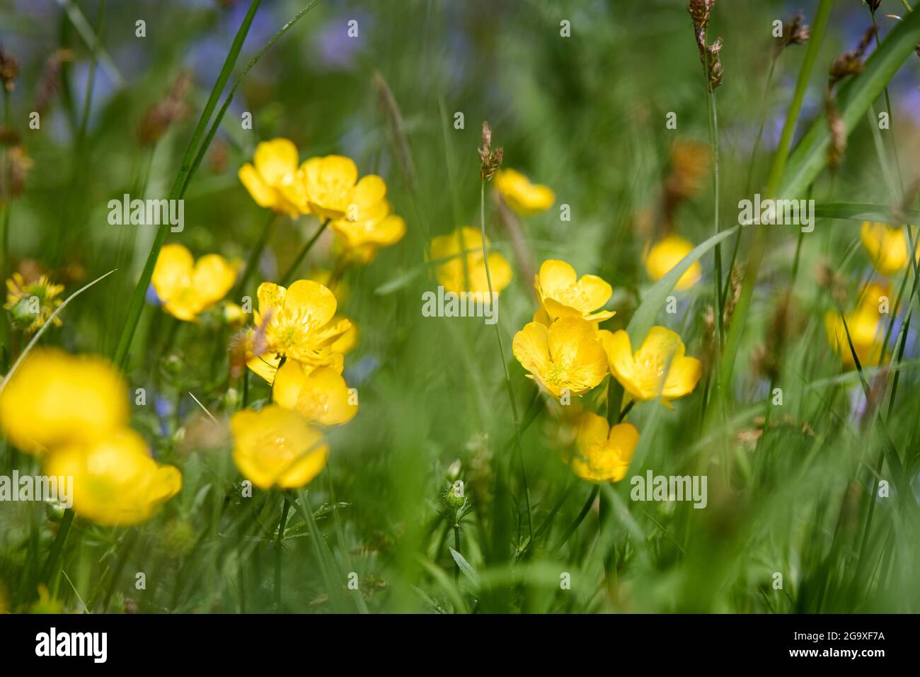 Ranunculus acris Meadow buttercup Tall buttercup selective focus yellow flowers closeup macro in wild nature over out of focus floral background with Stock Photo