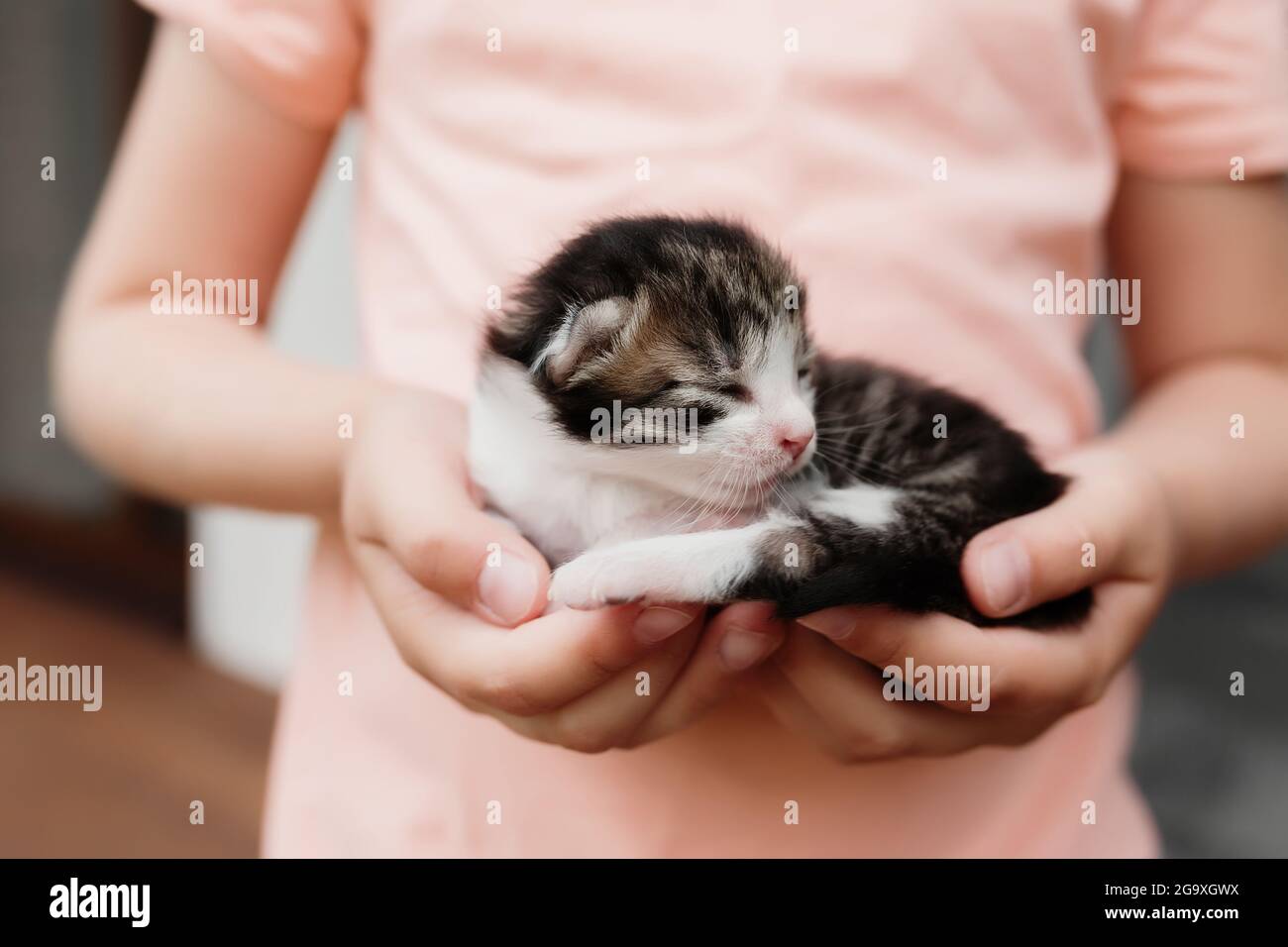Little girl holding a little kitten with closed eyes in her arms. Pet care concept. Child playing with adorable newborn cat. High quality photo Stock Photo
