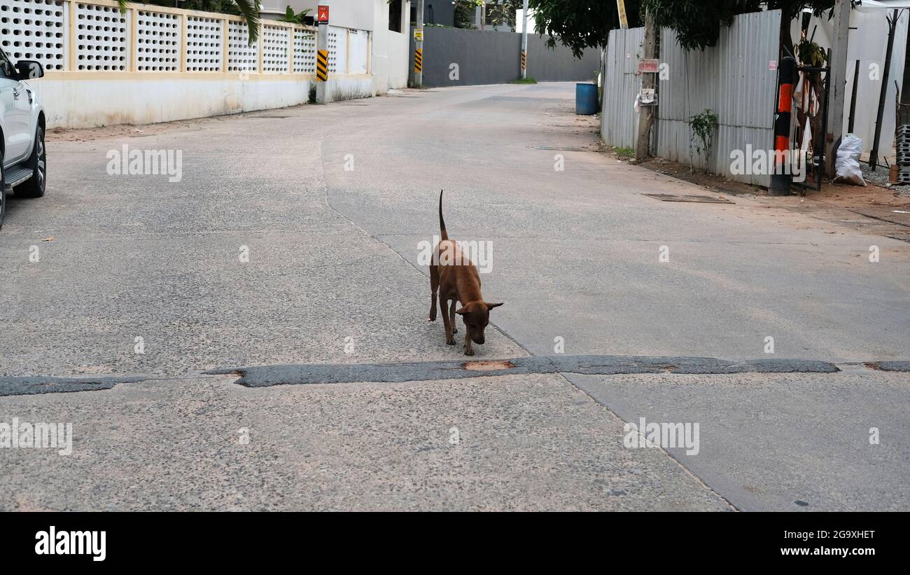 Stray Dogs Side Street off Third Road Pattaya Thailand Stock Photo