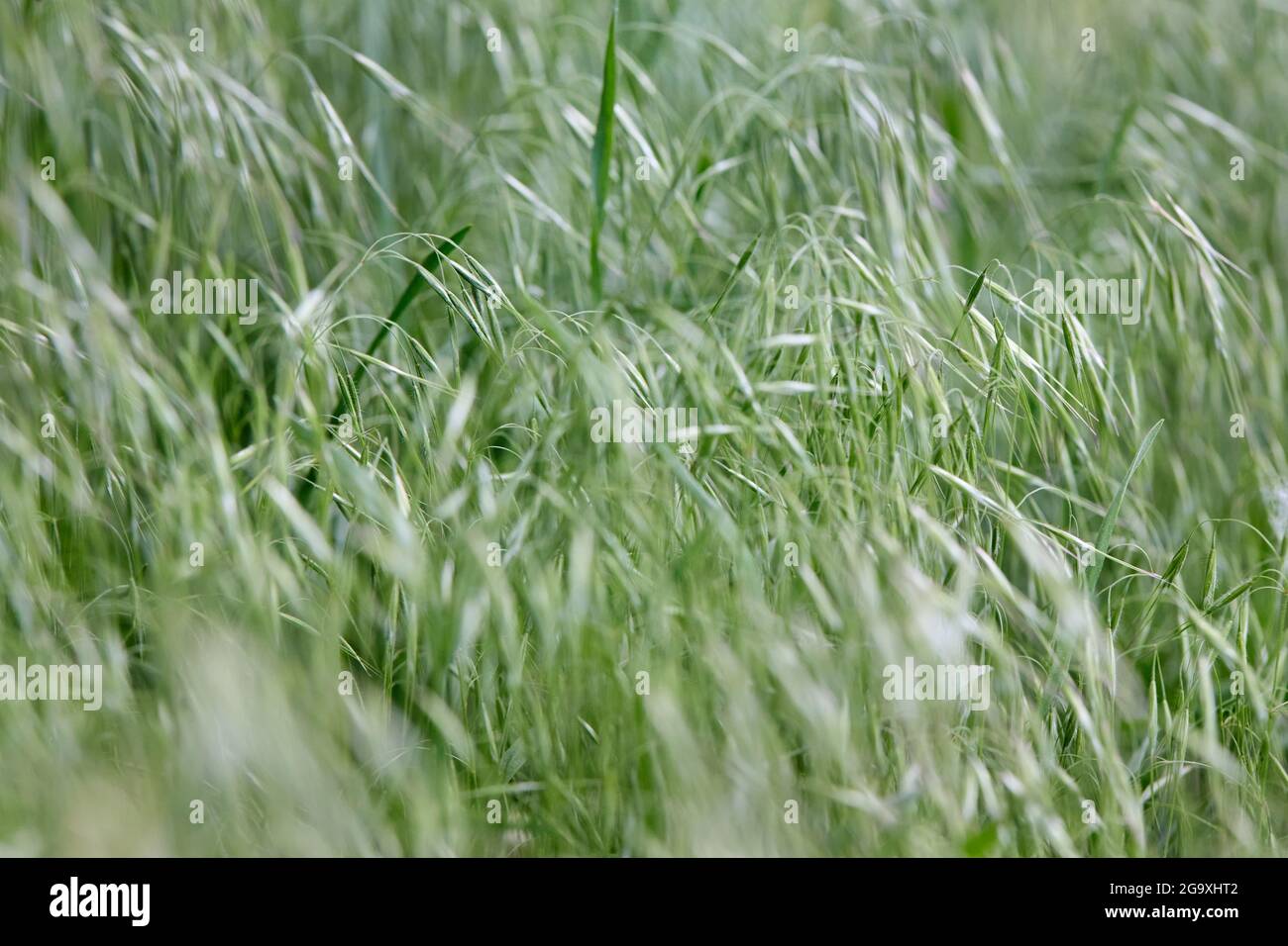 Bromus tectorum, downy brome, drooping brome or cheatgrass selective focus closeup macro grass rural background in wild nature shallow focus with Stock Photo
