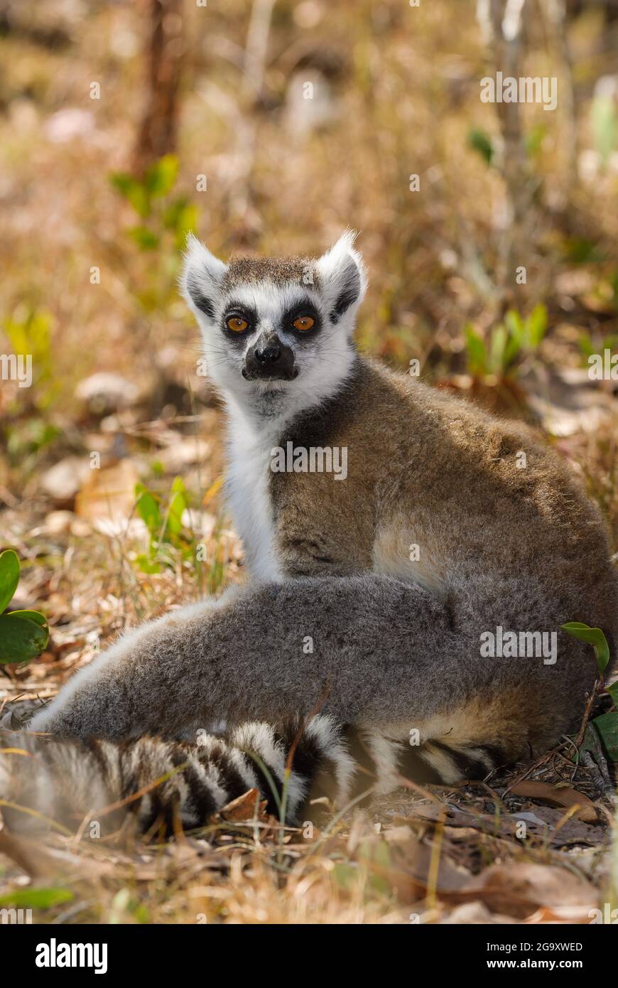 dragt ristet brød Ny mening A beautiful single ring-tailed lemur portrait showing a relaxed but wary  pose with bright red eyes fixed on the viewer at Koah , Queensland,  Australia Stock Photo - Alamy