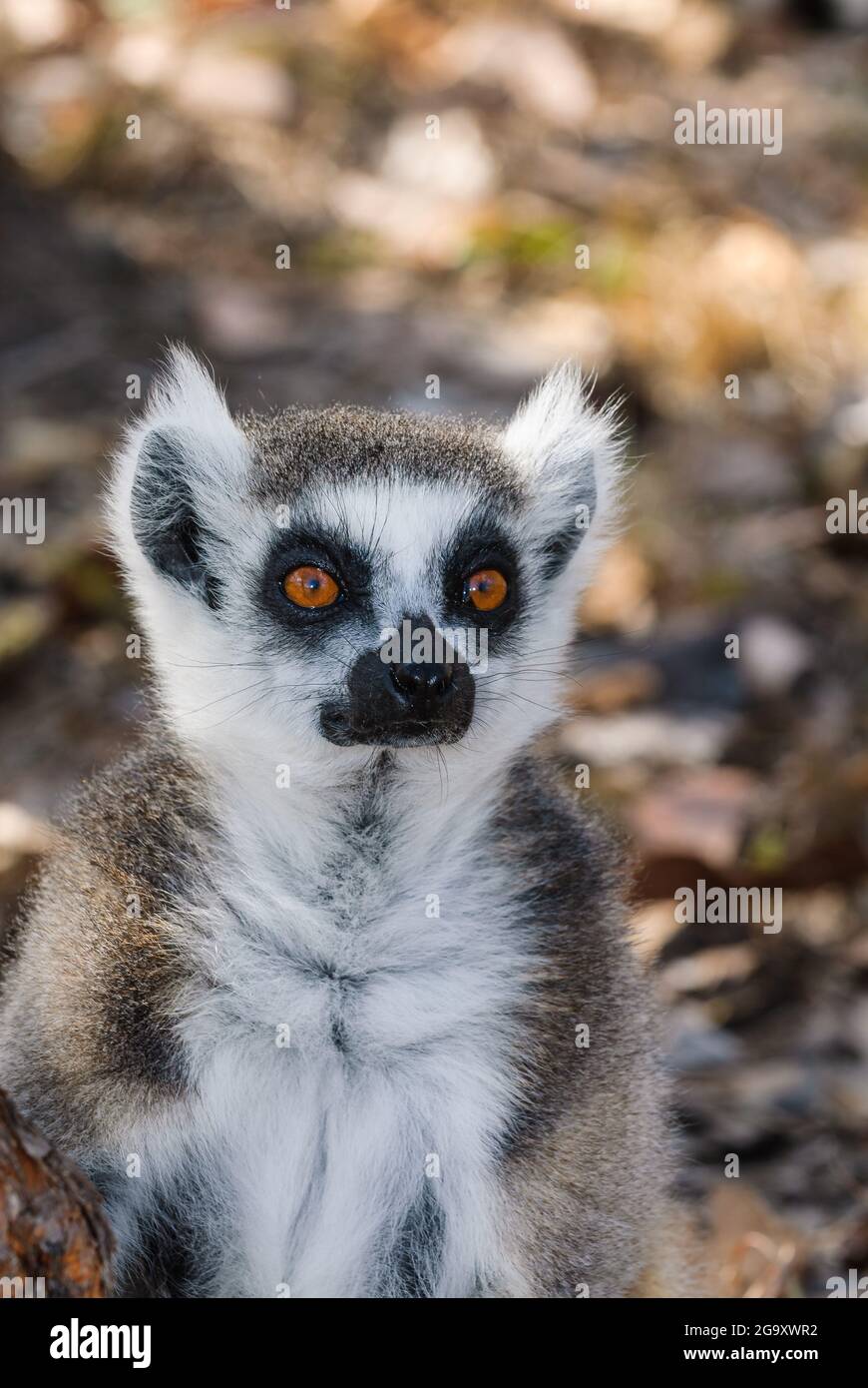 A beautiful single ring-tailed lemur portrait showing a relaxed but wary pose with bright red eyes fixed on the viewer at Koah , Queensland, Australia. Stock Photo