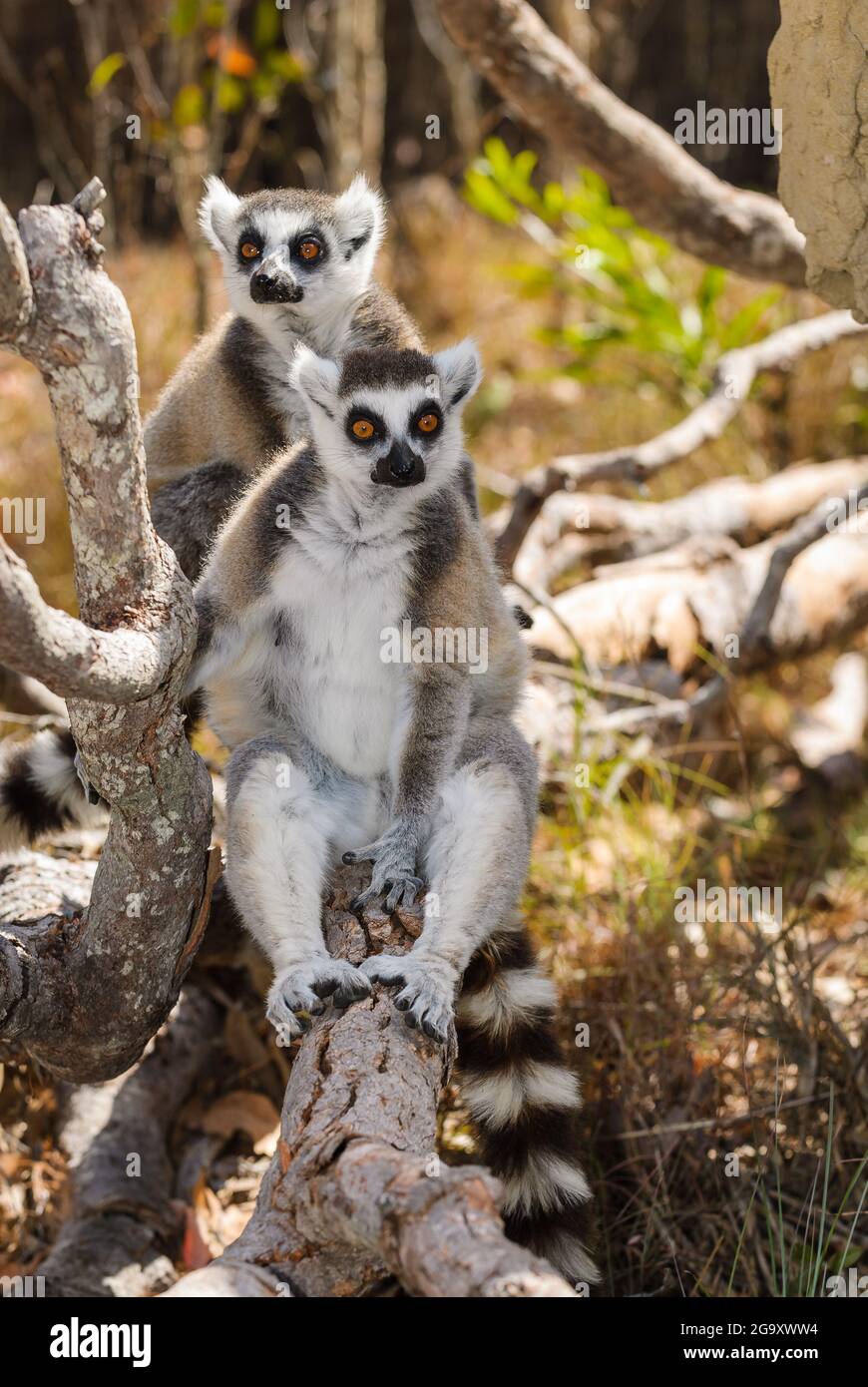 A pair of alert Ring-tail lemurs stare inquisitively in the woodland habitat of an exotic natural, wildlife reserve in Far North Queensland. Stock Photo