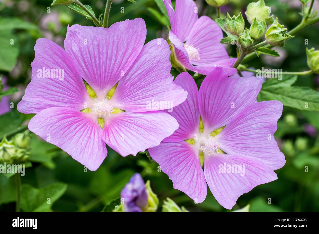Malva alcea is a plant in the mallow family. Purple mallow in summer, card with floral pattern. Nature background, flowery wallpaper. Wild flowers. Ga Stock Photo