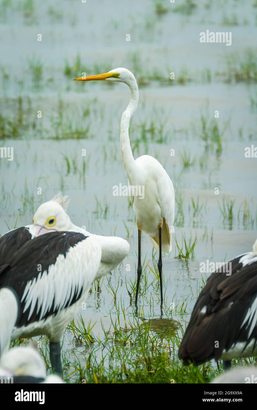 A single non-breeding Great Egret stands in low tide among the sea grasses, framed by two pelicans on the Cairns Esplanade, Queensland, Australia. Stock Photo