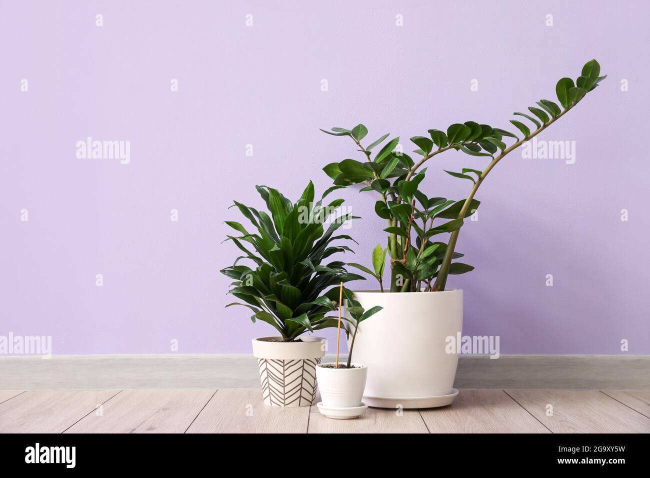 Different houseplants in pots on floor near color wall Stock Photo Alamy