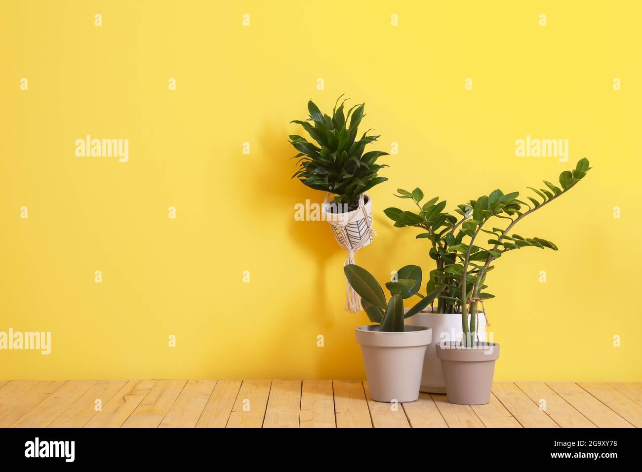Different houseplants in pots near color wall Stock Photo Alamy