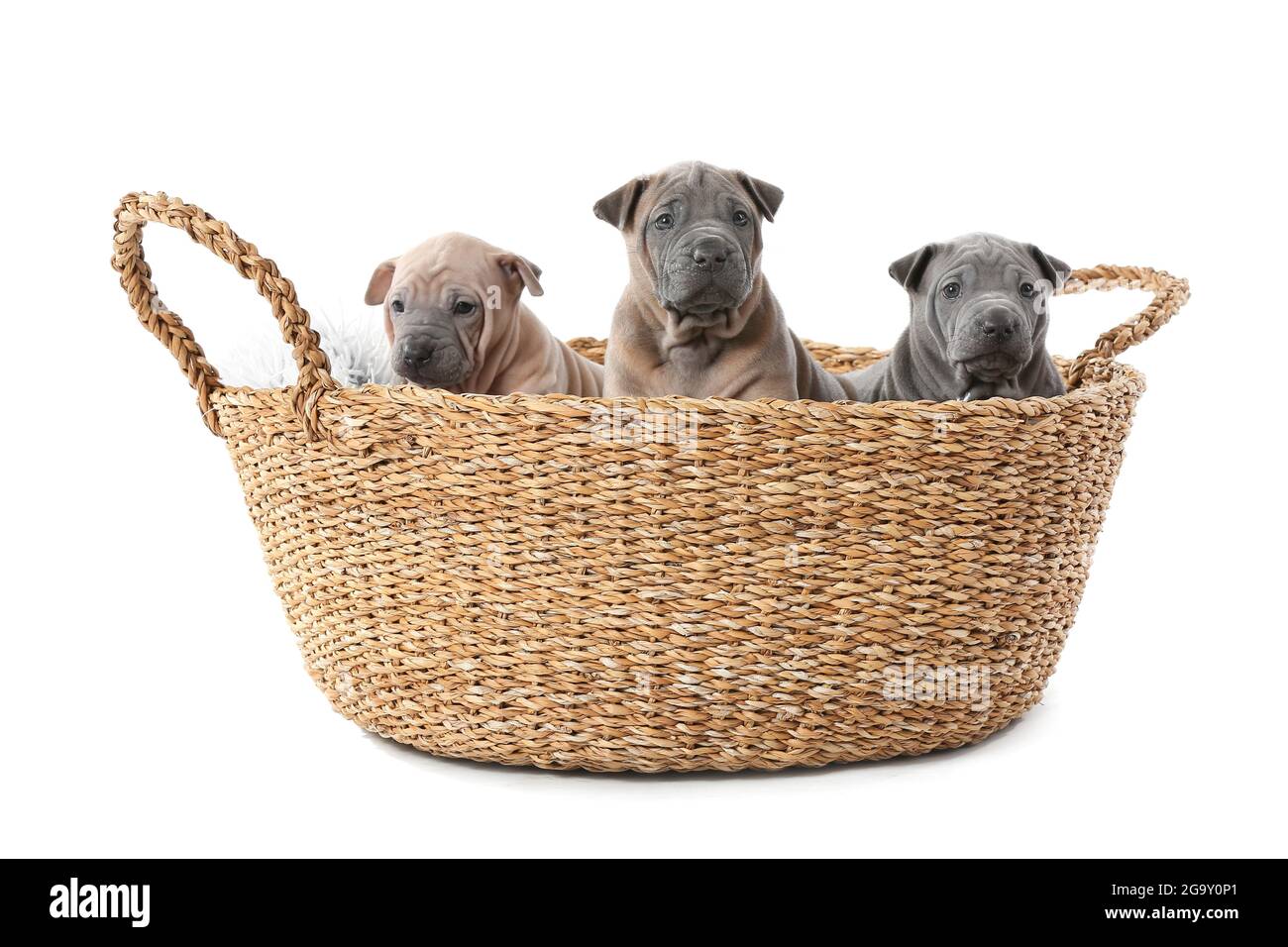 Cute puppies in wicker basket on white background Stock Photo - Alamy