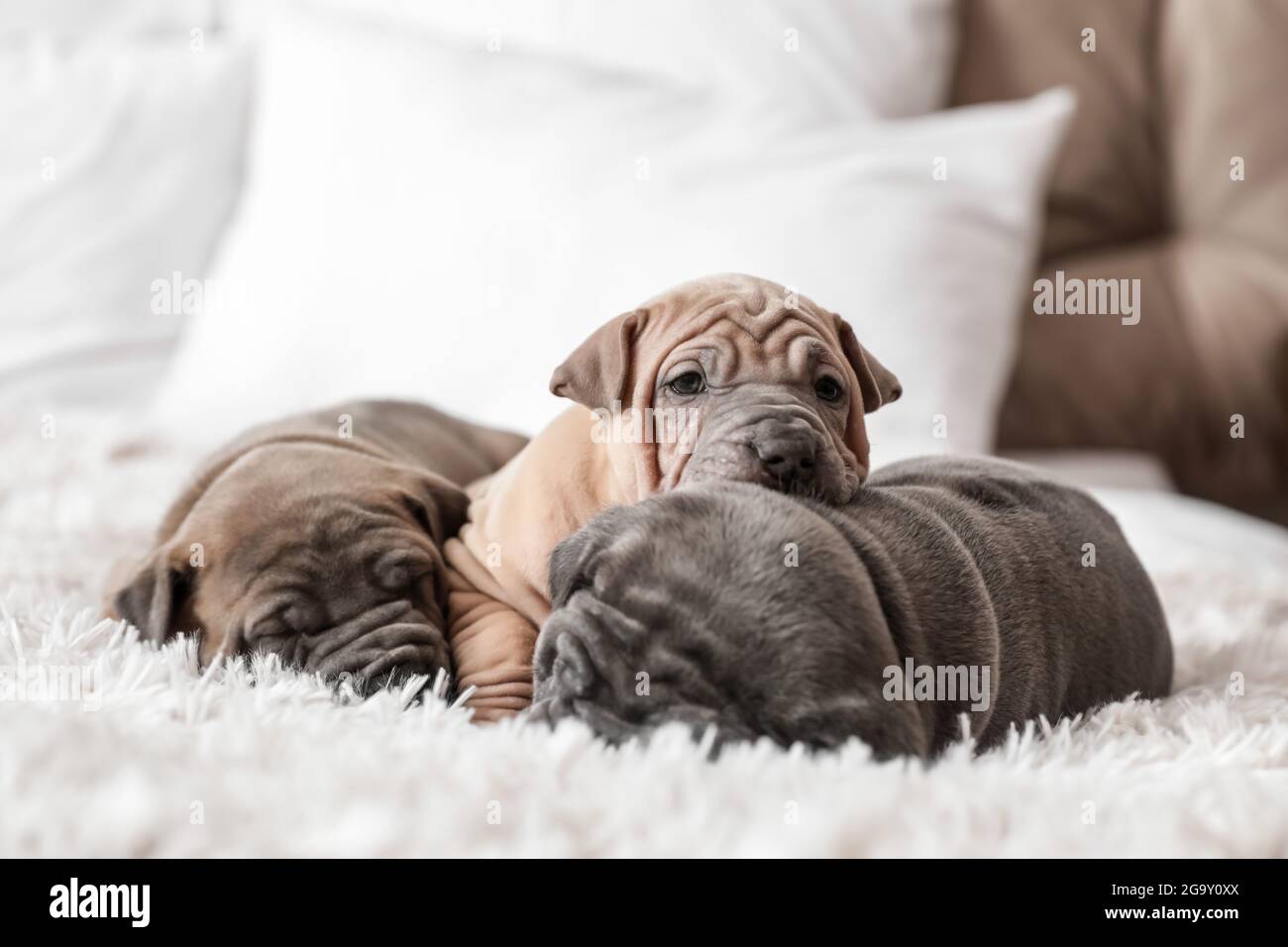 Cute puppies sleeping on bed Stock Photo - Alamy