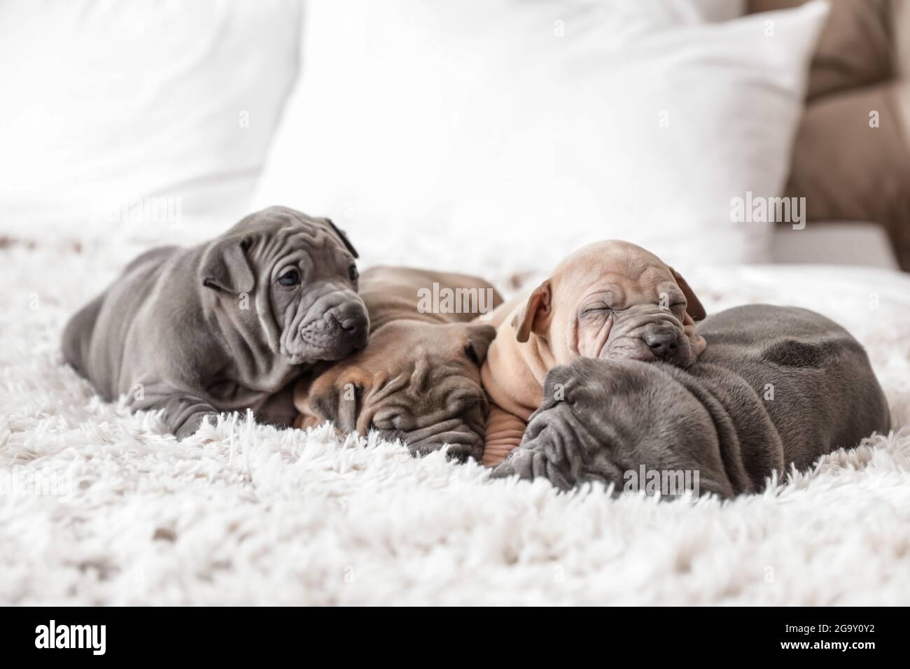 Cute puppies sleeping on bed Stock Photo - Alamy