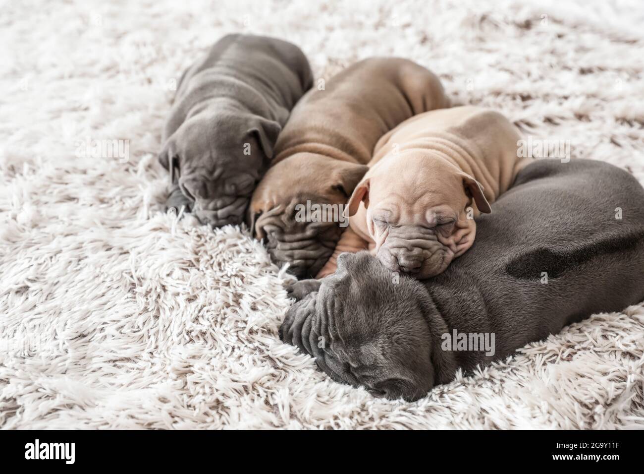 Cute puppies sleeping on bed Stock Photo - Alamy
