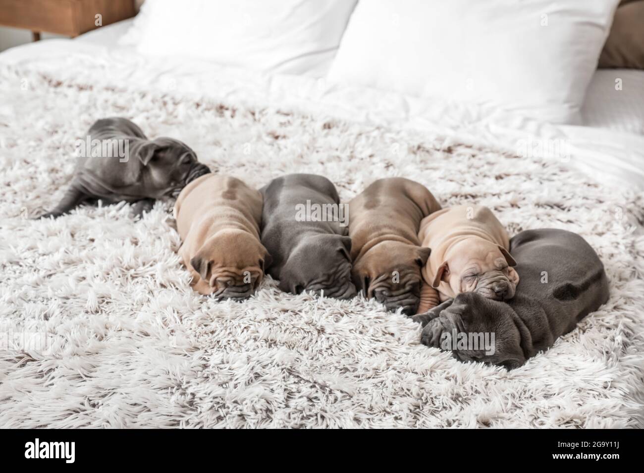 Cute puppies sleeping on bed Stock Photo - Alamy