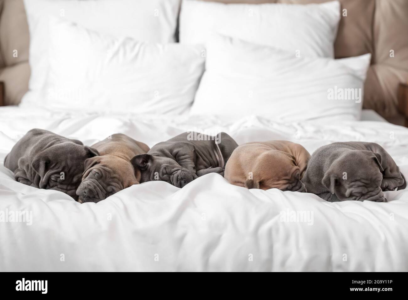Cute puppies sleeping on bed Stock Photo - Alamy