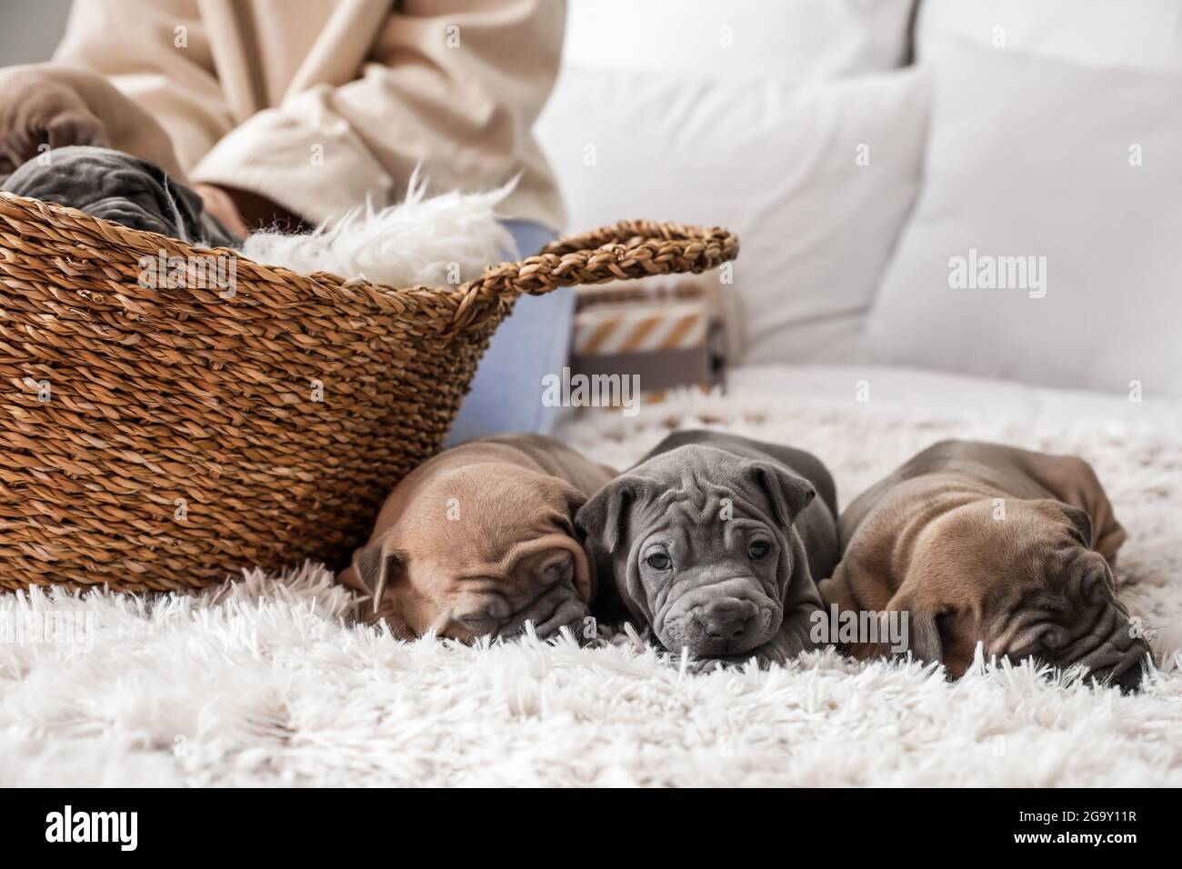 Cute puppies sleeping on bed Stock Photo - Alamy