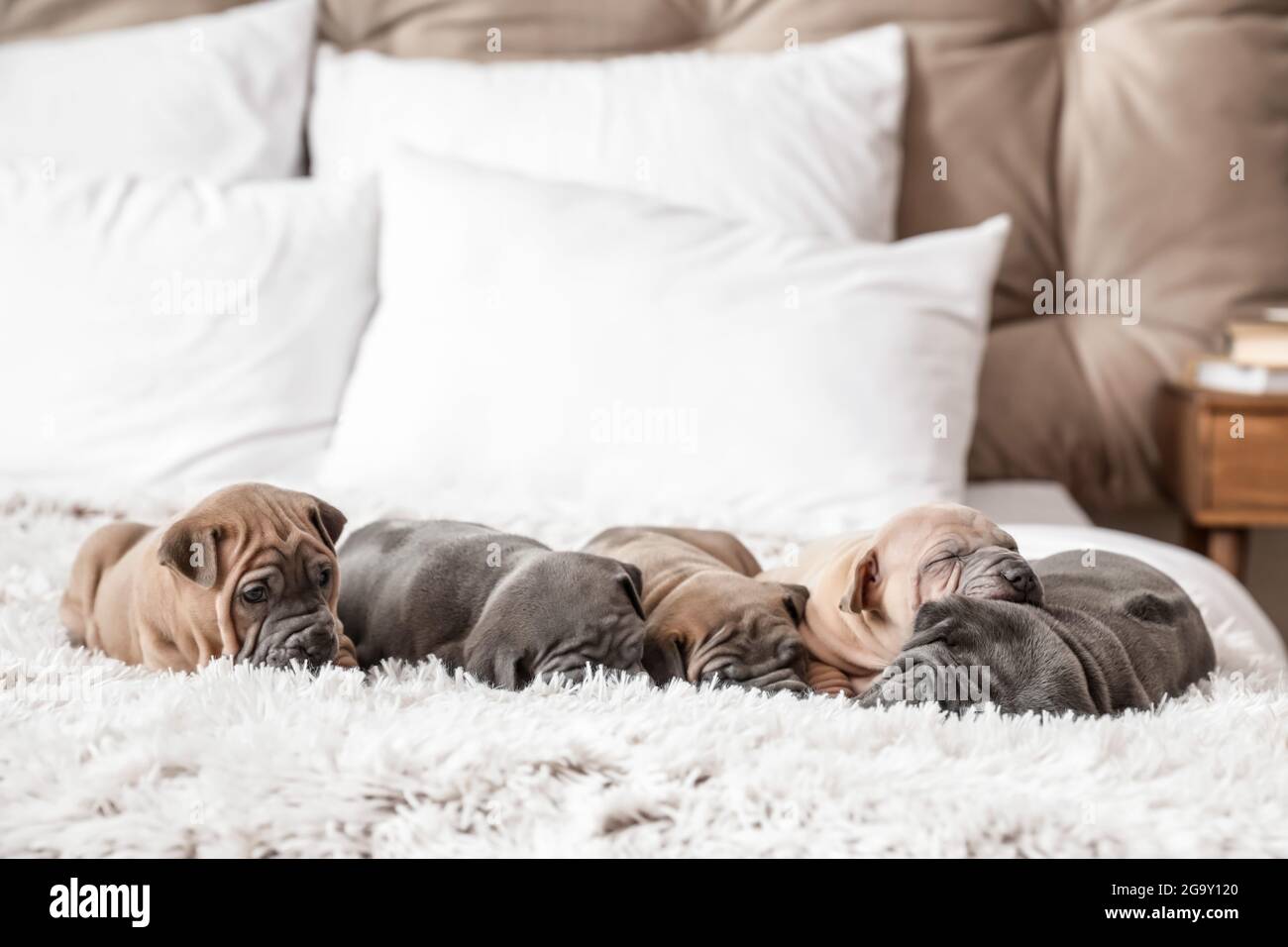 Cute puppies sleeping on bed Stock Photo - Alamy