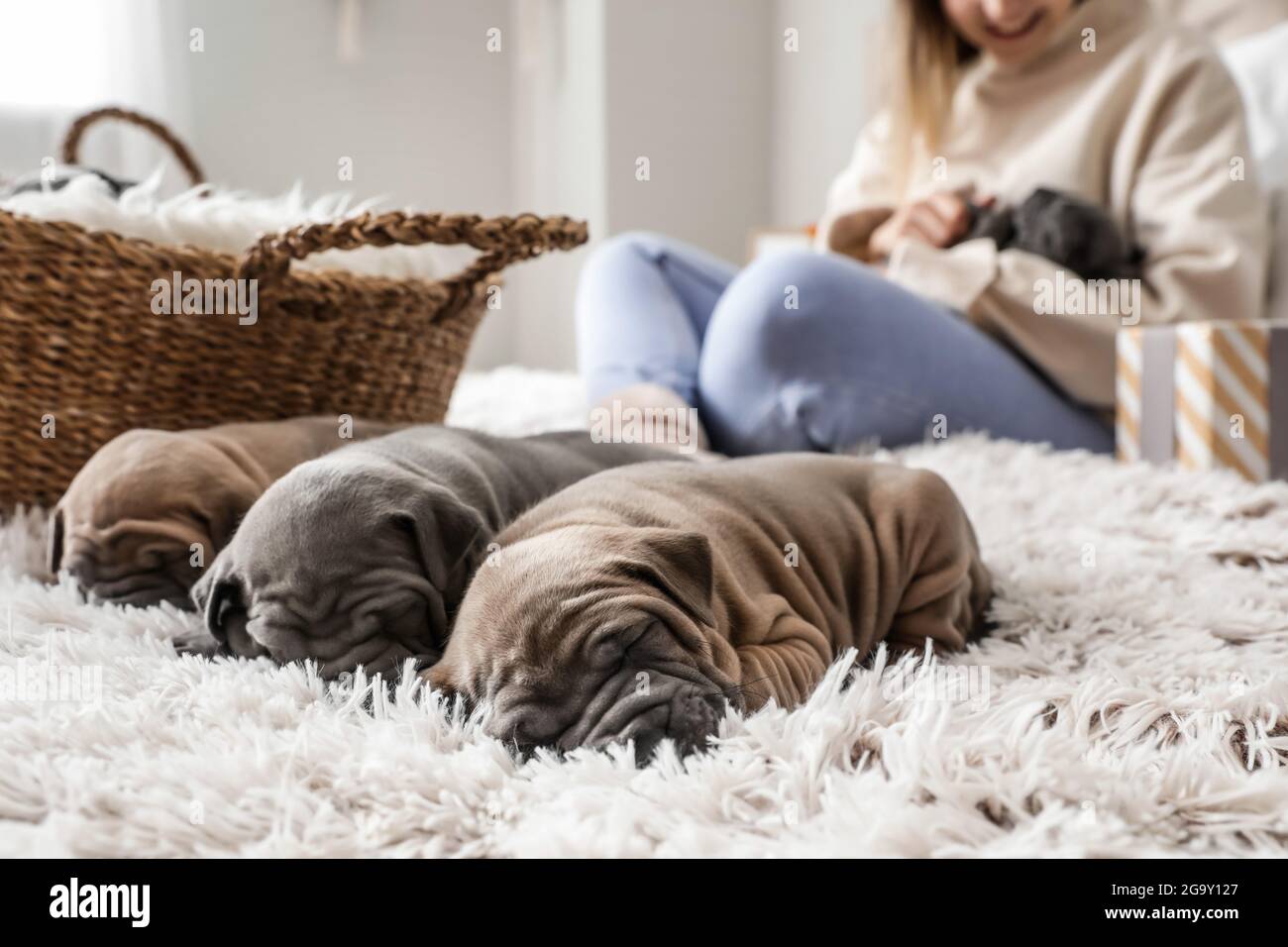 Cute puppies sleeping on bed Stock Photo - Alamy