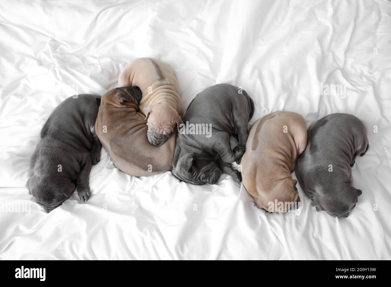 Cute puppies sleeping on bed Stock Photo - Alamy
