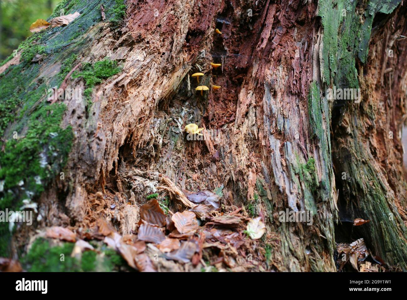 Old tree trunk in the green black forest Stock Photo Alamy
