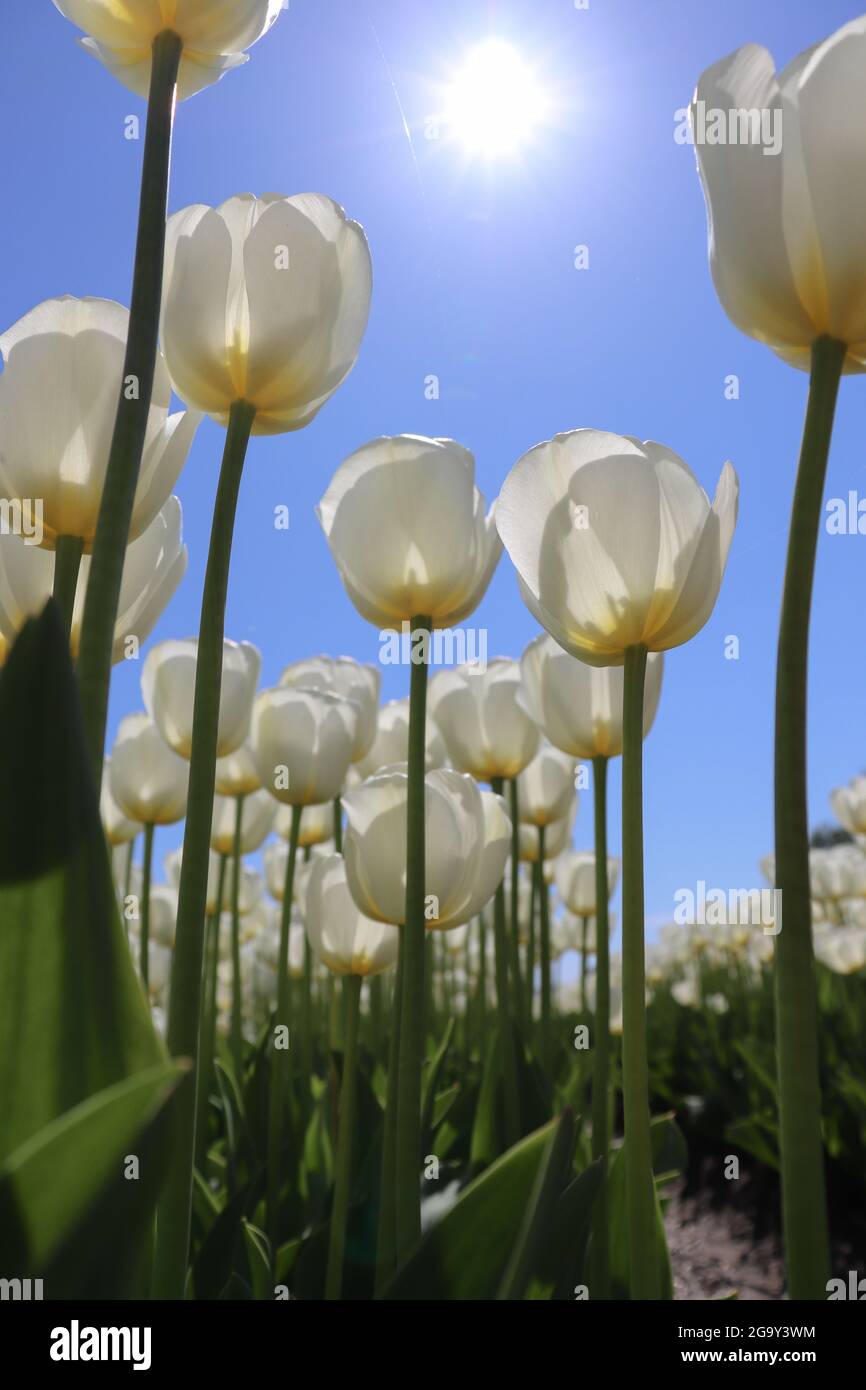 White tulips in bloom on blue sky with sun background Stock Photo - Alamy