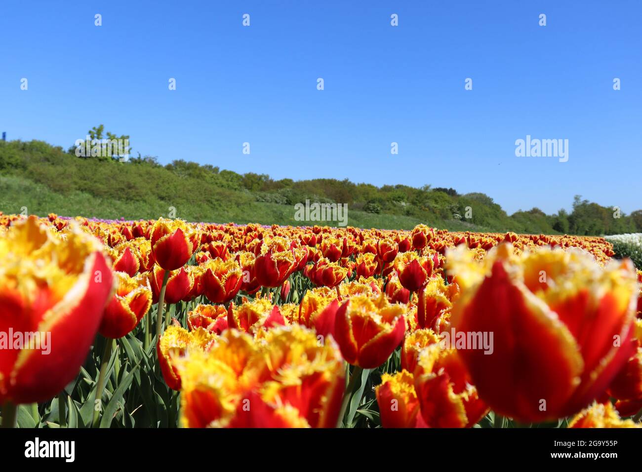 Tulip field. Red with yellow tulip field in bloom Stock Photo - Alamy