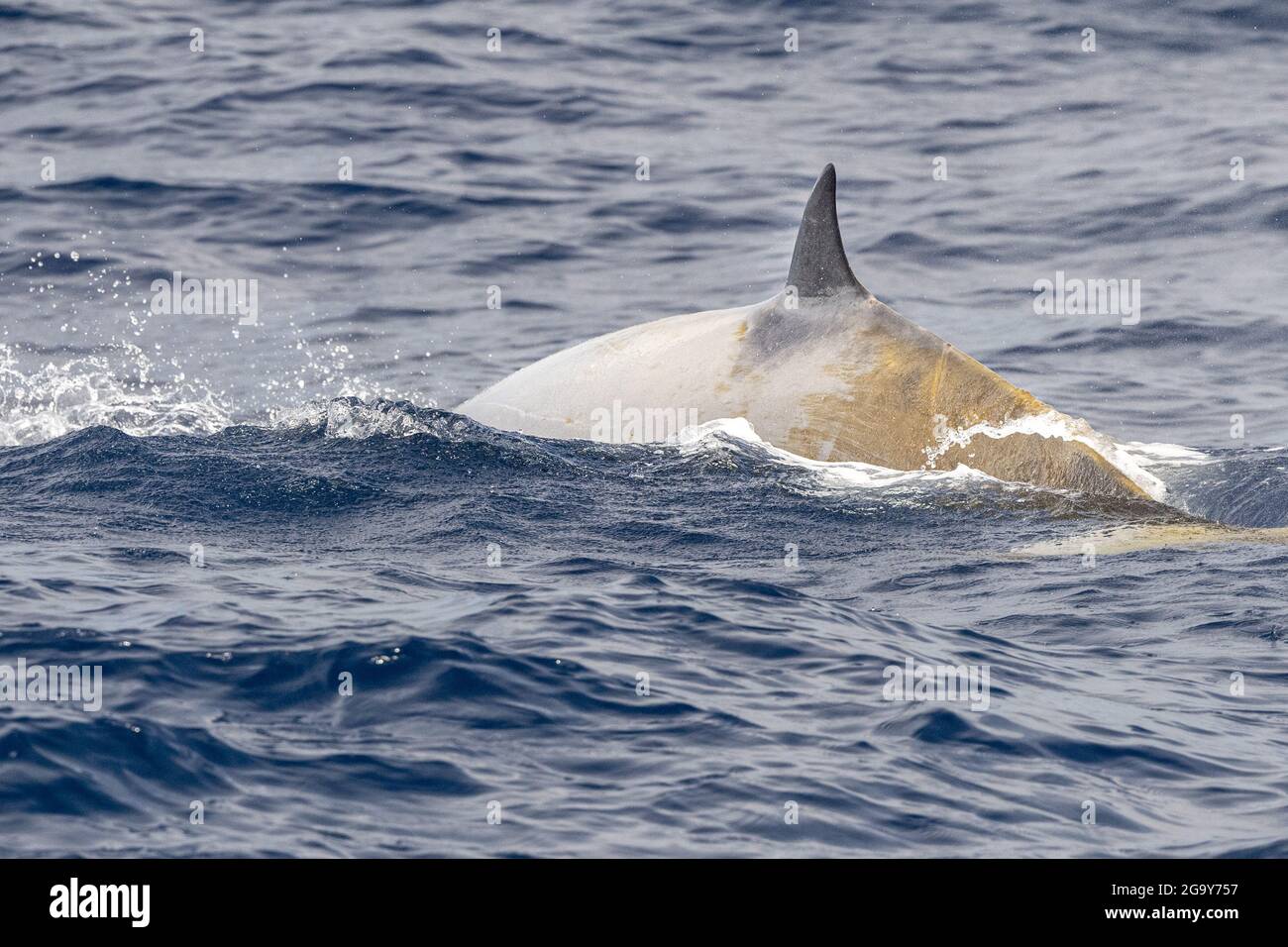Dolphin name Cuvier's whale ultra rare to see Stock Photo